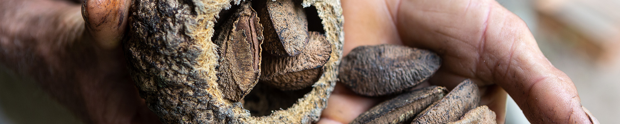 man hand holding Brazil nuts, castanha do para, in the amazon rainforest